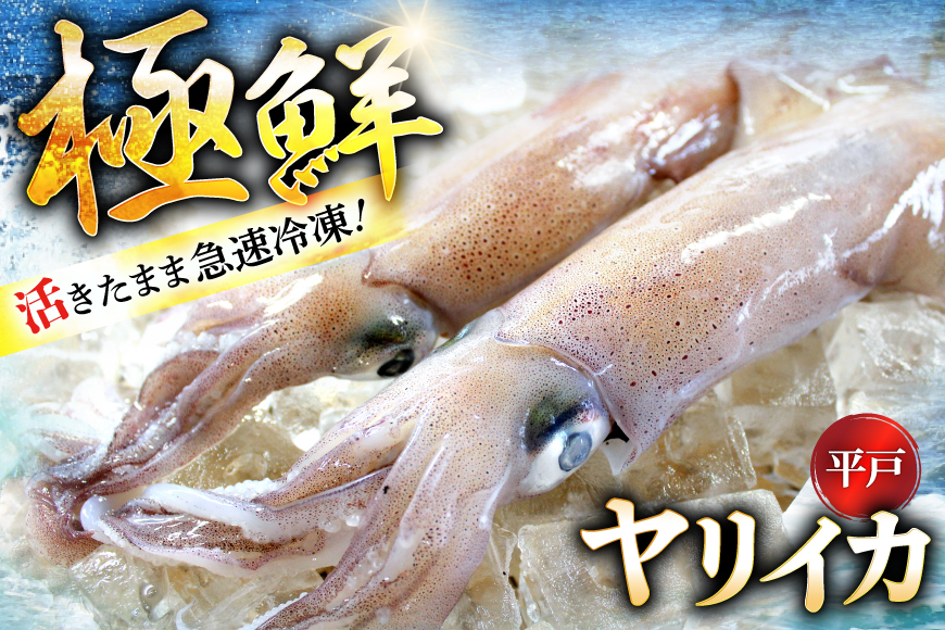 イカ 刺身 極鮮ヤリイカ 約500g [海隆丸 長崎県 平戸市 hr42bvk550000] ヤリイカ 新鮮 海鮮 魚介 瞬間冷凍 冷凍 コリコリ 直送 冷凍 個包装 真空パック