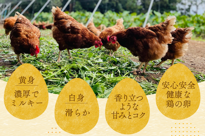 卵 平飼い たまご タマゴ 玉子 新鮮 12回 定期便 平飼い放牧卵「itadaki」4パック 24個／回  総計288個 [ナチュラルエッグラボ 長崎県 平戸市 hr42bgy420052] 12ヶ月 鶏卵 オーガニック 放し飼い お取り寄せ 人気