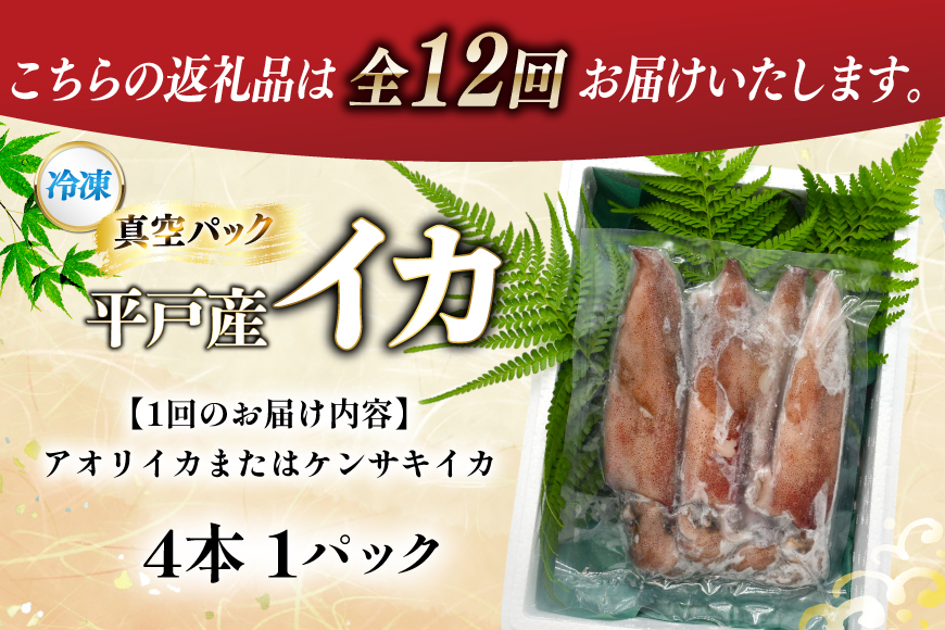 海鮮 魚介 イカ 4杯 1パック（冷凍） 12回 定期便 [舘浦漁協 長崎県 平戸市 hr42bgy420351] おつまみ 新鮮 刺身 瞬間冷凍 冷凍 コリコリ 直送 冷凍 個包装 真空パック