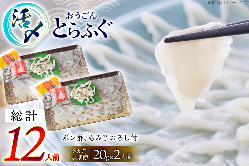 ふぐ 刺身 セット 活〆 おうごんとらふぐ 刺身セット 2人前 6回 定期便 [松永水産 長崎県 平戸市 hr42bgy400069] ふぐ刺し とらふぐ フグ 河豚 てっさ 魚介 さかな お刺身 刺身用 さしみ 冷凍 湯引き 海鮮 切り身