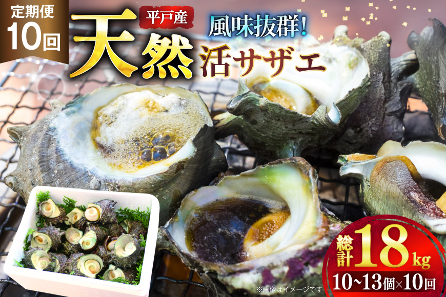 サザエ つぼ焼き 天然 活サザエ 1.8kg 10回 定期便 計 18kg [ひらど新鮮市場 長崎県 平戸市 hr42bgy400079] さざえ 希少 貝 魚介 魚介類 海鮮 海産物 刺身 壺焼き バーベキュー BBQ 国産