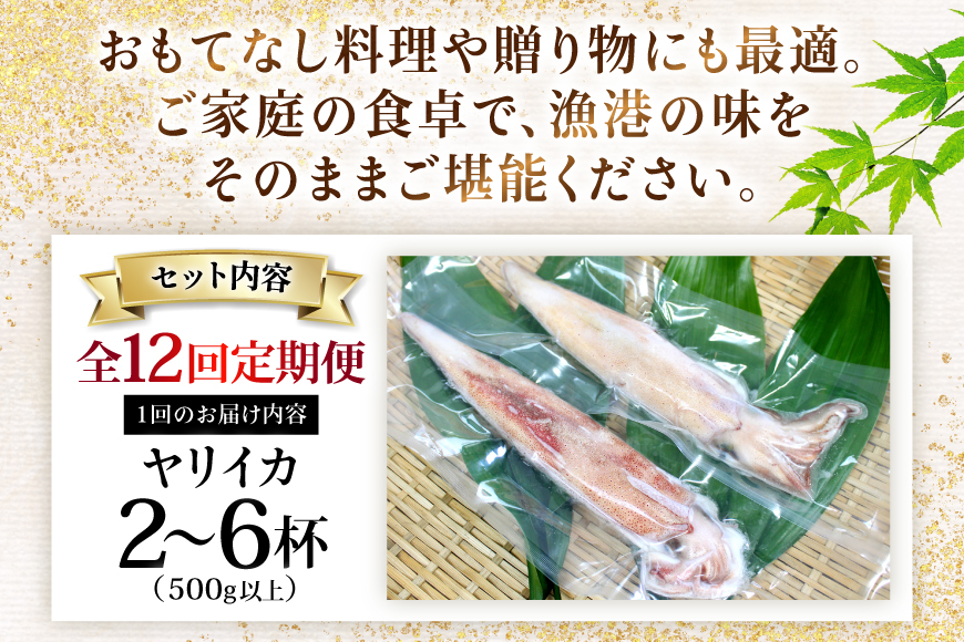 イカ 刺身 極鮮 ヤリイカ 計6.0kg（約500g×12回） 12回 定期便 [海隆丸 長崎県 平戸市 hr42bgy400086] おつまみ ヤリイカ 新鮮 海鮮 魚介 瞬間冷凍 冷凍 コリコリ 直送 冷凍 個包装 真空パック