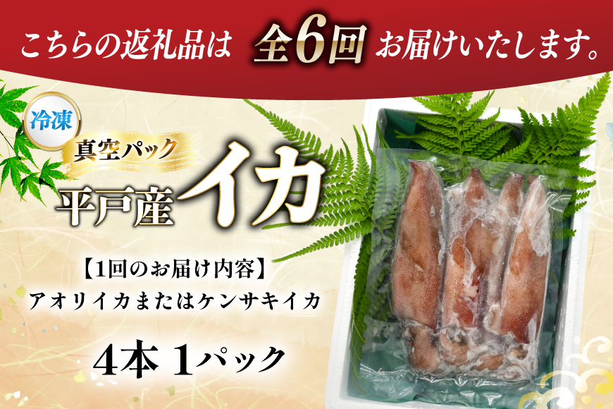 海鮮 魚介 イカ 4杯 1パック（冷凍） 6回 定期便 [舘浦漁協 長崎県 平戸市 hr42bgy420359] おつまみ 新鮮 刺身 瞬間冷凍 冷凍 コリコリ 直送 冷凍 個包装 真空パック