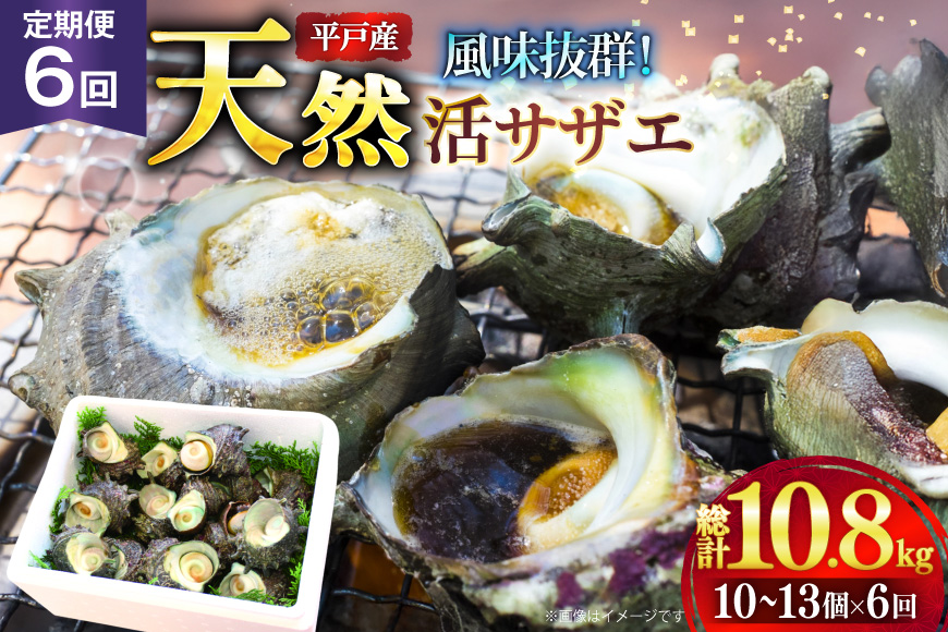 サザエ つぼ焼き 天然 活サザエ 1.8kg 6回 定期便 計 10.8kg [ひらど新鮮市場 長崎県 平戸市 hr42bgy400128] さざえ 希少 貝 魚介 魚介類 海鮮 海産物 刺身 壺焼き バーベキュー BBQ 国産 定期 6ヶ月