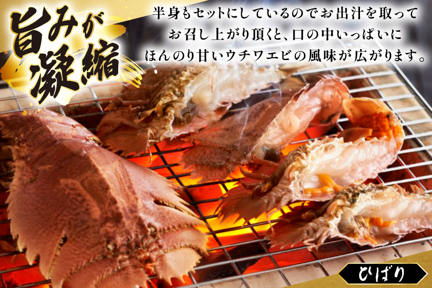 うちわえび エビ 海老 海鮮 冷凍 小分け ウチワエビ半身 約800g 10〜14切 [ひばり 長崎県 平戸市 hr42bgy420048] 魚介 海産物 鍋 刺身 刺し身 新鮮 国産 お取り寄せ