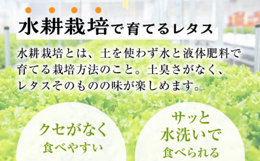 【6回定期便】平戸産水耕栽培レタス72個4種×18個【モロフジファーム株式会社】[KAA366]/ 長崎 平戸 レタス 水耕栽培 定期便