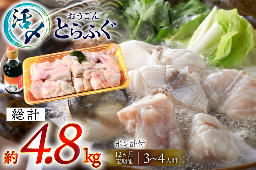 ふぐ 鍋 セット 活〆 おうごんとらふぐ 鍋セット 約400g 12回 定期便 総計 約4.8kg [松永水産 長崎県 平戸市 hr42bgy400160] とらふぐ フグ 河豚 てっちり ふぐちり ふぐ料理 魚介 さかな 切り身 冷凍 海鮮 ふぐ鍋 唐揚げ ポン酢