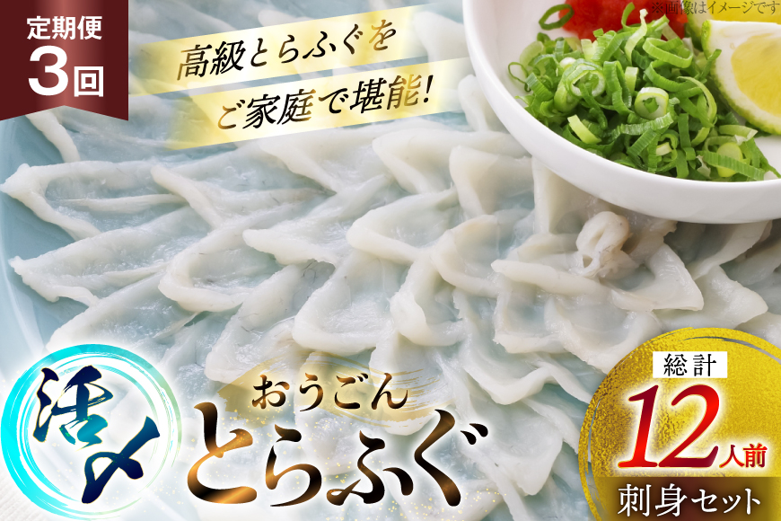 ふぐ 刺身 セット 活〆 おうごんとらふぐ 刺身セット 4人前 3回 定期便 [松永水産 長崎県 平戸市 hr42bgy400164] ふぐ刺し とらふぐ フグ 河豚 てっさ 魚介 さかな お刺身 刺身用 さしみ 冷凍 湯引き 海鮮 切り身