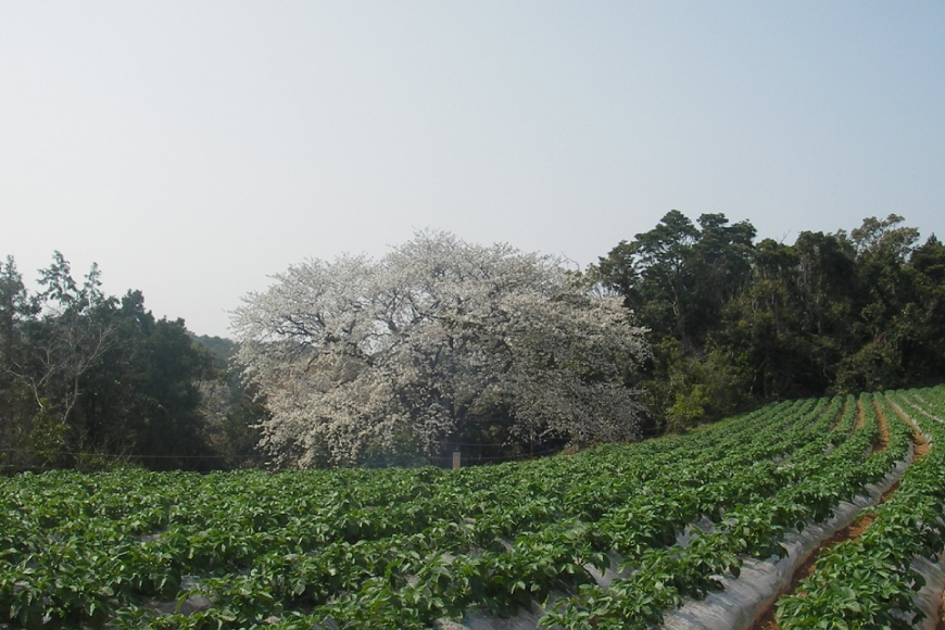 長崎 平戸 つまみあご 45g 2袋 計90g セット [篠崎海産物店 長崎県 平戸市 hr42bgy410221] おつまみ 珍味 ビール 飛魚 常温 国産 天然 ふるさと納税