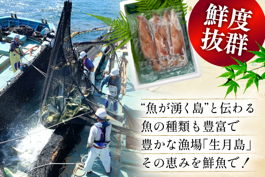 海鮮 魚介 イカ 4杯 1パック（冷凍） 12回 定期便 [舘浦漁協 長崎県 平戸市 hr42bgy420351] おつまみ 新鮮 刺身 瞬間冷凍 冷凍 コリコリ 直送 冷凍 個包装 真空パック
