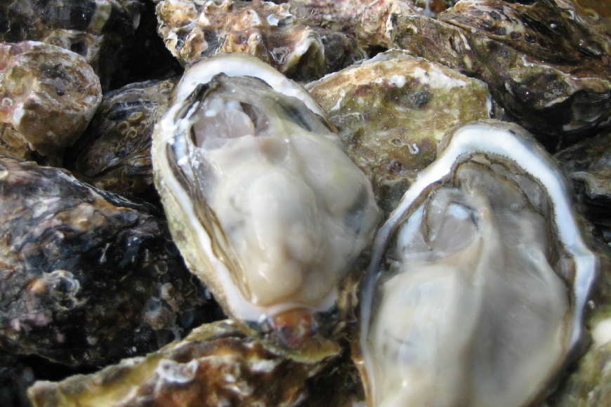 【期間限定発送】 牡蠣 生食 平戸産 殻付き 生牡蠣 約2.5kg [北川水産 長崎県 平戸市 hr42bgy400102] 殻付き牡蠣 かき カキ オイスター