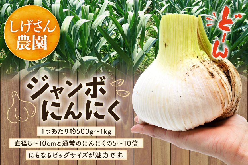 野菜 にんにく ジャンボにんにく 約2kg 【期間限定発送】 [しげさん農園 長崎県 平戸市 hr42bgy420076] ガーリック ニンニク ホクホク 大きい ビッグ ジャンボ 料理 揚げ物 グリル 味付け 香り