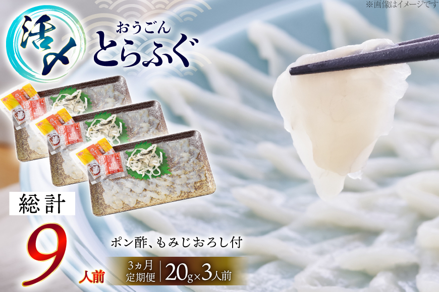 ふぐ 刺身 セット 活〆 おうごんとらふぐ 刺身セット 3人前 3回 定期便 [松永水産 長崎県 平戸市 hr42bgy400161] ふぐ刺し とらふぐ フグ 河豚 てっさ 魚介 さかな お刺身 刺身用 さしみ 冷凍 湯引き 海鮮 切り身
