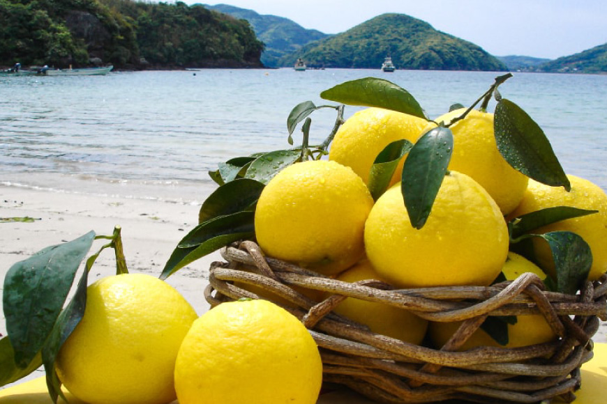 果物 オレンジ 果樹園からの贈り物 2種 セット [善果園 長崎県 平戸市 hr42bgy420172] みかん ジュース 夏香 美柑酢