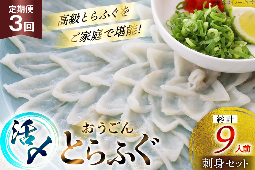 ふぐ 刺身 セット 活〆 おうごんとらふぐ 刺身セット 3人前 3回 定期便 [松永水産 長崎県 平戸市 hr42bgy400161] ふぐ刺し とらふぐ フグ 河豚 てっさ 魚介 さかな お刺身 刺身用 さしみ 冷凍 湯引き 海鮮 切り身
