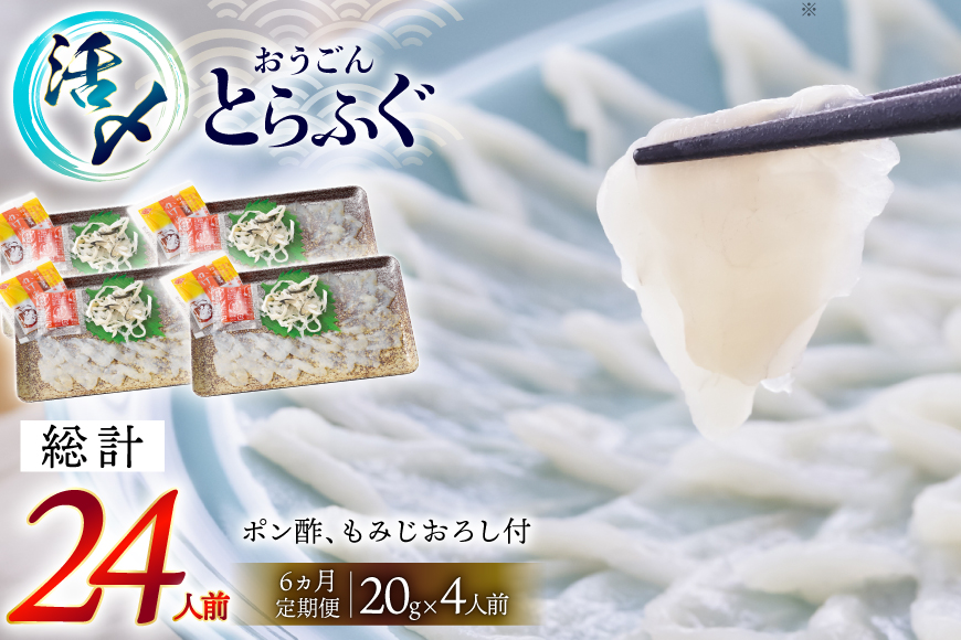 ふぐ 刺身 セット 活〆 おうごんとらふぐ 刺身セット 4人前 6回 定期便 [松永水産 長崎県 平戸市 hr42bgy400165] ふぐ刺し とらふぐ フグ 河豚 てっさ 魚介 さかな お刺身 刺身用 さしみ 冷凍 湯引き 海鮮 切り身