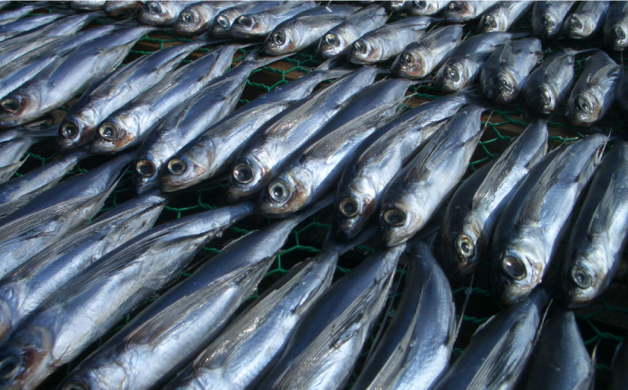 【口に広がる豊かな風味】あご一夜干し 約1050g（10匹前後）平戸市 / 森崎水産 [KAD307]