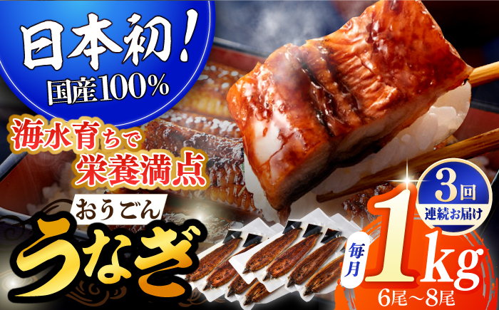 【全3回定期便】【着日指定 可能】【日本初！海水で養殖】長崎県産おうごん うなぎ 松セット 約1kg（6尾〜8尾） 平戸市 / 松永水産 うなぎ 鰻 ウナギ 土用丑の日 九州産 蒲焼 かばやき [KAB285]