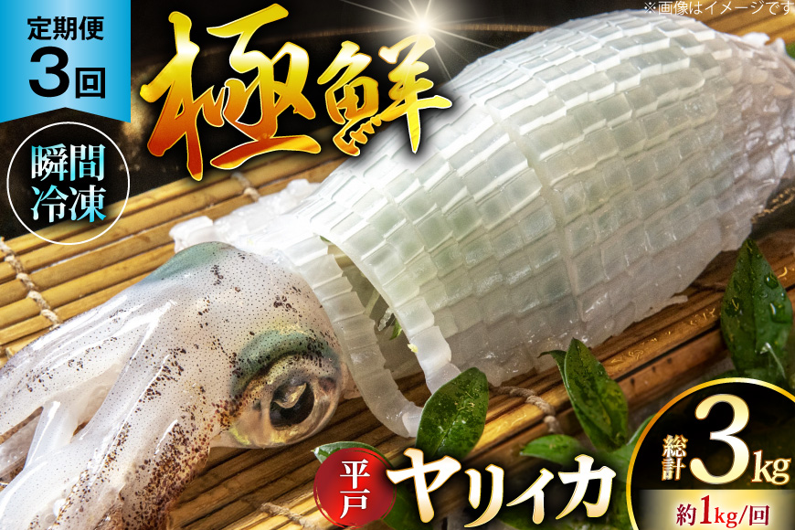 イカ 刺身 極鮮ヤリイカ 約1kg 3回 定期便 [海隆丸 長崎県 平戸市 hr42bgy400129] おつまみ ヤリイカ 新鮮 海鮮 魚介 瞬間冷凍 冷凍 コリコリ 直送 冷凍 個包装 真空パック