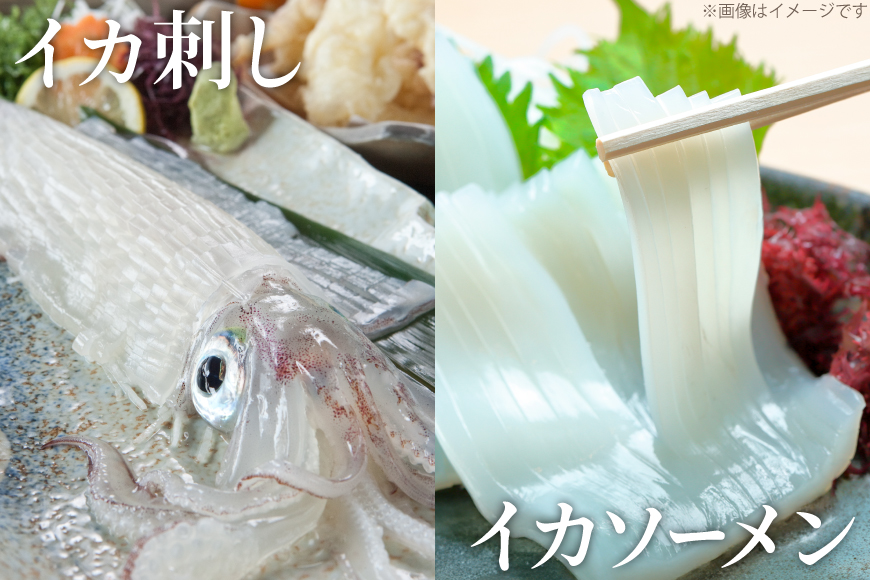 イカ 刺身 極鮮ヤリイカ 約500g [海隆丸 長崎県 平戸市 hr42bvk550000] ヤリイカ 新鮮 海鮮 魚介 瞬間冷凍 冷凍 コリコリ 直送 冷凍 個包装 真空パック