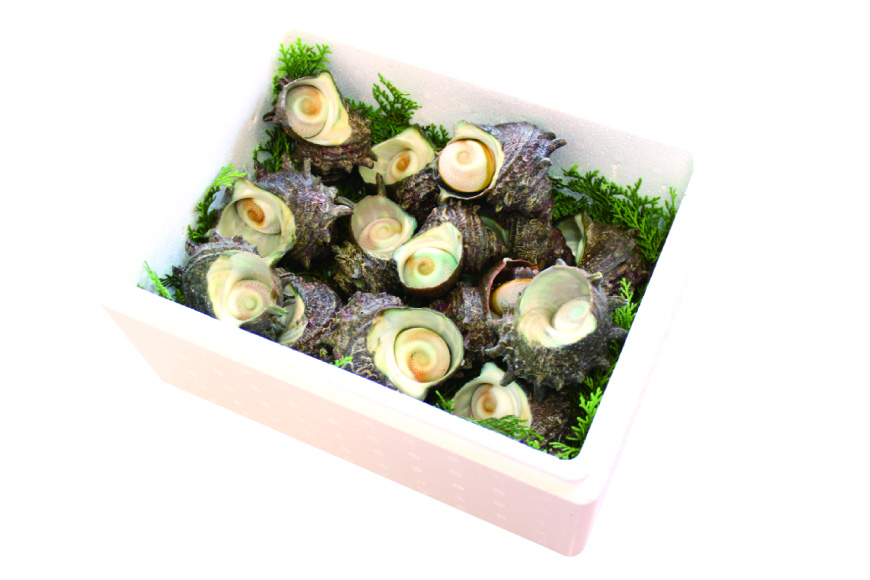 サザエ つぼ焼き 天然 活サザエ 1.8kg 6回 定期便 計 10.8kg [ひらど新鮮市場 長崎県 平戸市 hr42bgy400128] さざえ 希少 貝 魚介 魚介類 海鮮 海産物 刺身 壺焼き バーベキュー BBQ 国産 定期 6ヶ月