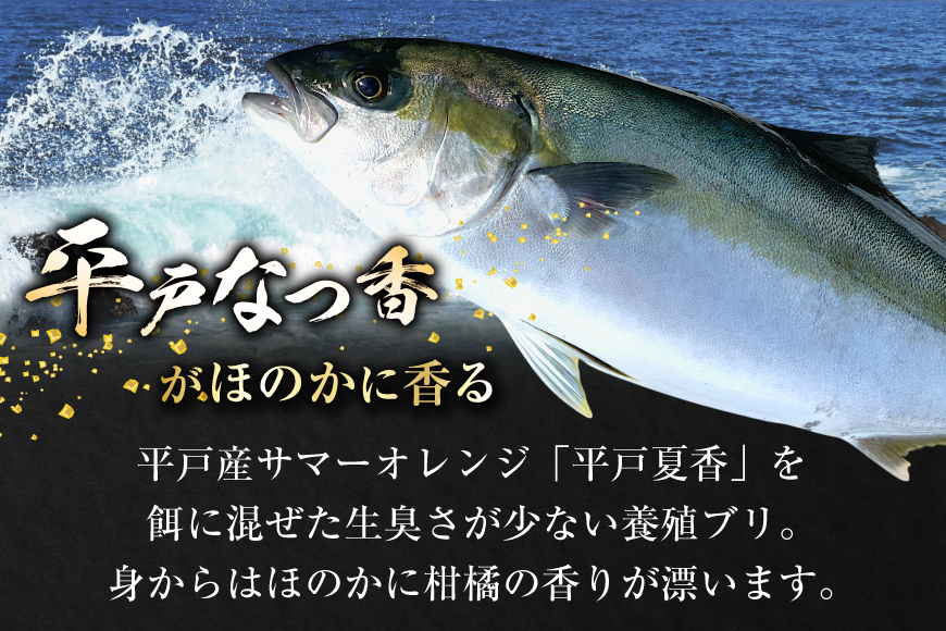 ぶり 刺身 平戸なつ香 ブリ 丸々 1匹 約4.5kg 3枚おろし アラ付き セット [坂野水産 長崎県 平戸市 hr42bgy420503] 鰤 魚介 さかな 刺身用 さしみ 冷蔵 おかず フルーツ魚 夏香 鮮魚 海鮮 鍋 海鮮丼 下処理済 しゃぶしゃぶ ぶりしゃぶ 照焼き