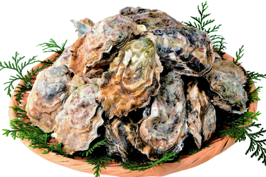 【期間限定発送】 牡蠣 生食 平戸産 殻付き 生牡蠣 約2.5kg [北川水産 長崎県 平戸市 hr42bgy400102] 殻付き牡蠣 かき カキ オイスター