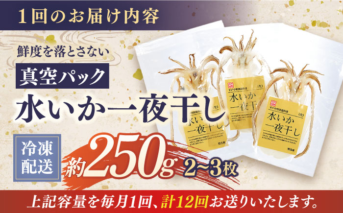 【全12回定期便】【着日指定 可能】【身が厚く柔らかい】漁師の水烏賊一夜干し 約250g（2〜3枚） 平戸市 / 中野漁業協同組合 [KAB245]