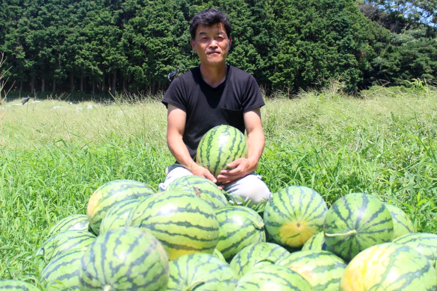 スイカ 大玉 平戸産スイカ 1玉 Lサイズ 6kg 〜 7kg [ひらど新鮮市場 長崎県 平戸市 hr42bgy400084] すいか 西瓜 果物 フルーツ 水分補給 くだもの 甘い 大玉スイカ 夏