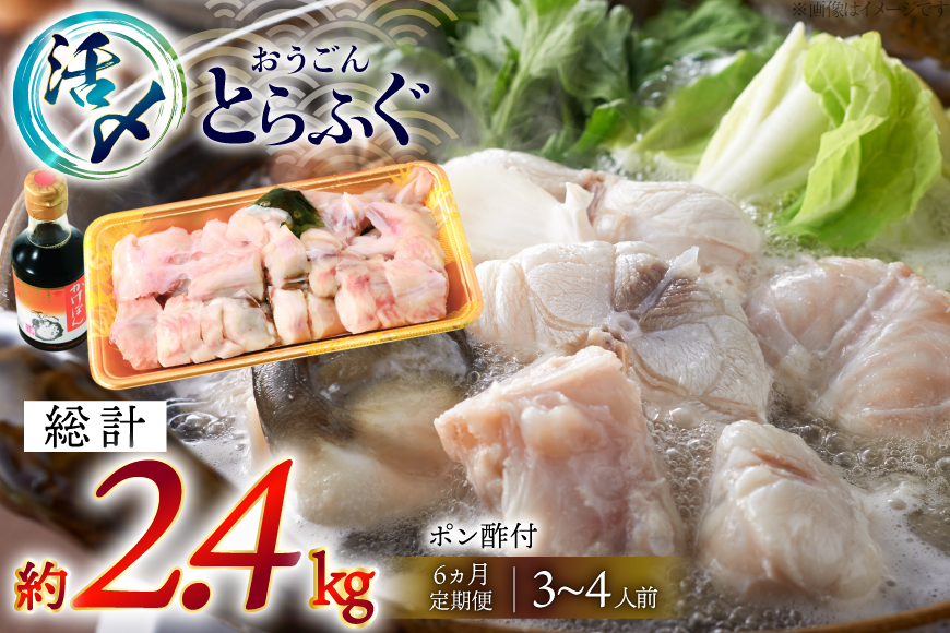 ふぐ 鍋 セット 活〆 おうごんとらふぐ 鍋セット 約400g 6回 定期便 総計 約2.4kg [松永水産 長崎県 平戸市 hr42bgy400159] とらふぐ フグ 河豚 てっちり ふぐちり ふぐ料理 魚介 さかな 切り身 冷凍 海鮮 ふぐ鍋 唐揚げ ポン酢