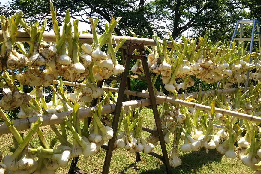 野菜 にんにく ジャンボにんにく 約2kg 【期間限定発送】 [しげさん農園 長崎県 平戸市 hr42bgy420076] ガーリック ニンニク ホクホク 大きい ビッグ ジャンボ 料理 揚げ物 グリル 味付け 香り