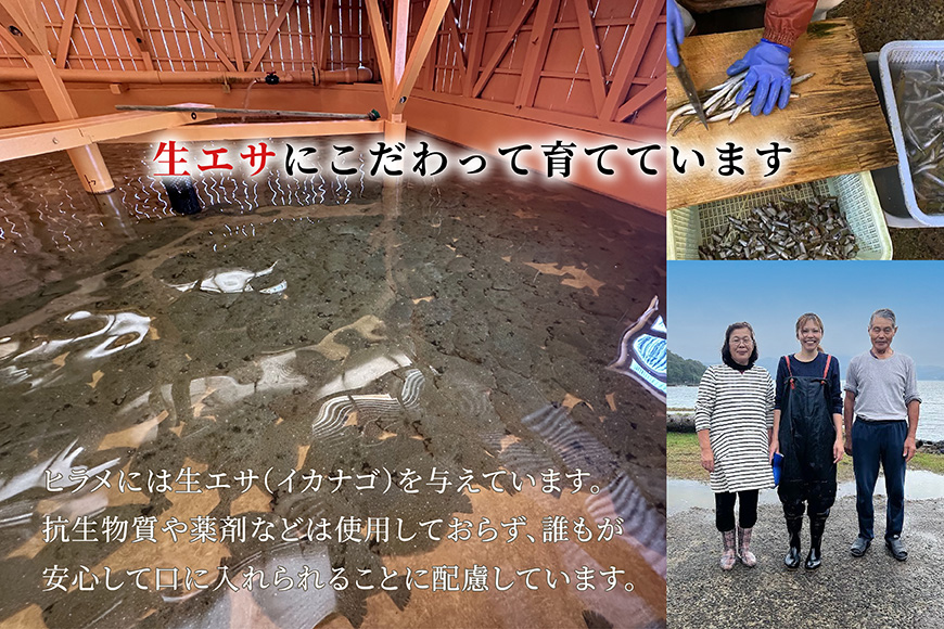 フライ 神経〆平戸ひらめ 200g 2パック 合計 400g [イワミ水産 長崎県 平戸市 hr42bgy400085] ヒラメ 白身魚 養殖 冷凍 衣付き 簡単調理 揚げ物 お弁当 おつまみ
