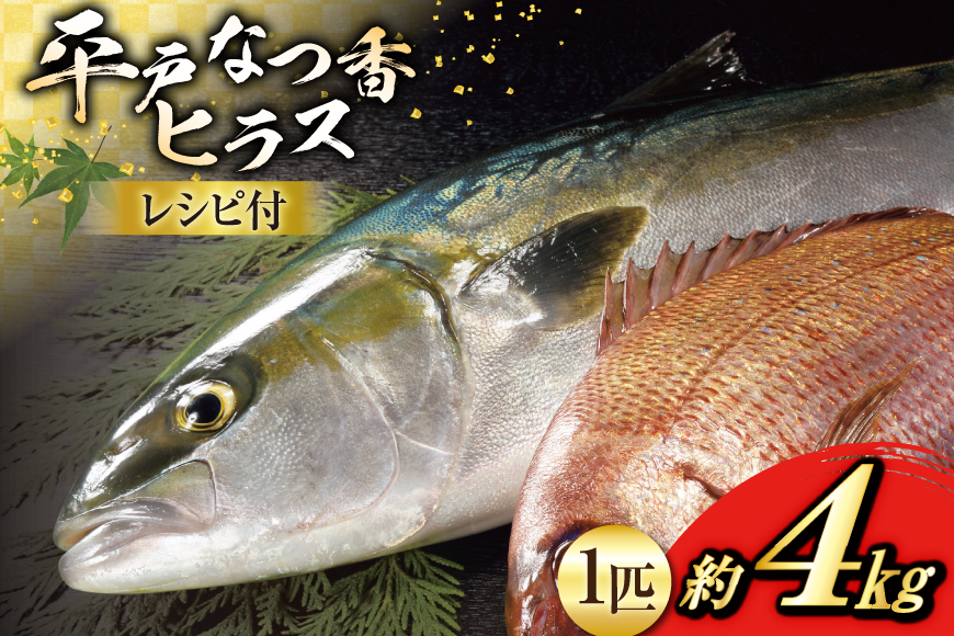 刺身 ヒラマサ 平戸なつ香 ヒラス 丸々 1匹 約4kg [（株）坂野水産 長崎県 平戸市 hr42bgy420516] 魚介 さかな お刺身 刺身用 さしみ 冷蔵 下処理済 レシピ付き おかず フルーツ魚 夏香 鮮魚 海鮮 鍋 海鮮丼 生食 生食用
