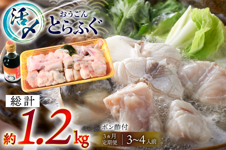 ふぐ 鍋 セット 活〆 おうごんとらふぐ 鍋セット 約400g 3回 定期便 総計 約1.2kg [松永水産 長崎県 平戸市 hr42bgy400158] とらふぐ フグ 河豚 てっちり ふぐちり ふぐ料理 魚介 さかな 切り身 冷凍 海鮮 ふぐ鍋 唐揚げ ポン酢