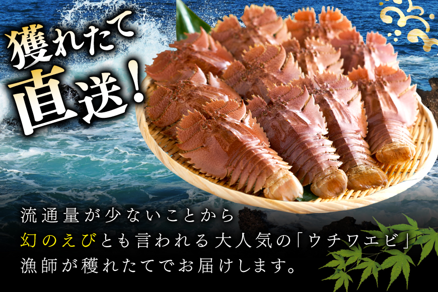 うちわえび エビ 海老 海鮮 冷凍 小分け ウチワエビ半身 約800g 10〜14切 [ひばり 長崎県 平戸市 hr42bgy420048] 魚介 海産物 鍋 刺身 刺し身 新鮮 国産 お取り寄せ