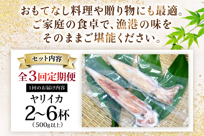 イカ 刺身 極鮮 ヤリイカ 計1.5kg（約500g×3回） 3回 定期便 [海隆丸 長崎県 平戸市 hr42bgy400090] おつまみ ヤリイカ 新鮮 海鮮 魚介 瞬間冷凍 冷凍 コリコリ 直送 冷凍 個包装 真空パック