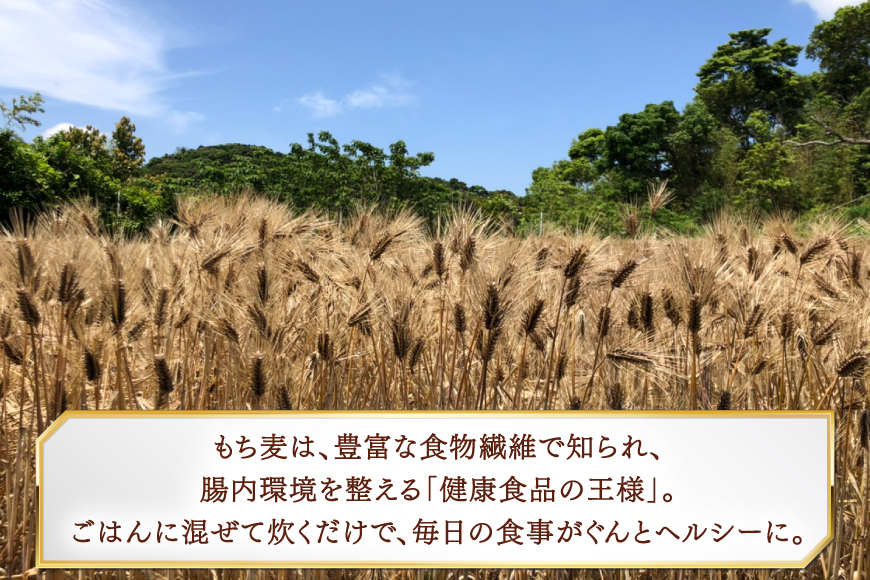 【簡単！米に混ぜて炊くだけ！】もち麦 1kg [エコファーム永田 長崎県 平戸市 hr42bgy400000] 令和7年産 キラリモチ もち麦ご飯 1キロ 腸活 食物繊維