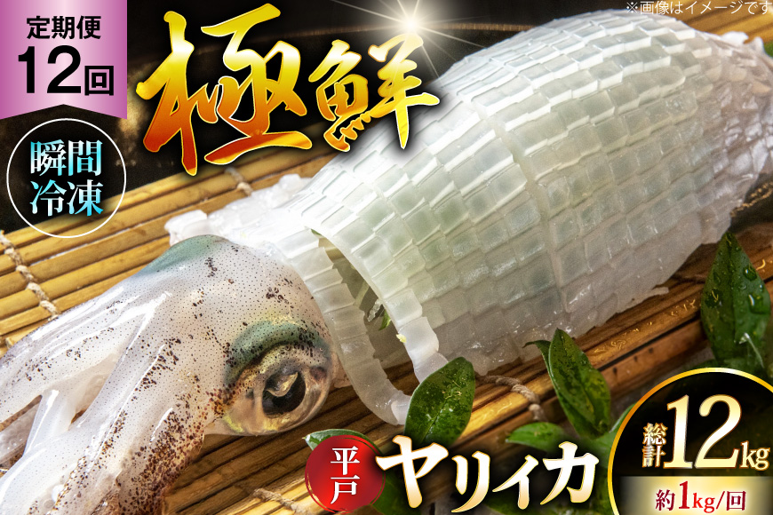 イカ 刺身 極鮮ヤリイカ 約1kg 12回 定期便 [海隆丸 長崎県 平戸市 hr42bgy400131] おつまみ ヤリイカ 新鮮 海鮮 魚介 瞬間冷凍 冷凍 コリコリ 直送 冷凍 個包装 真空パック