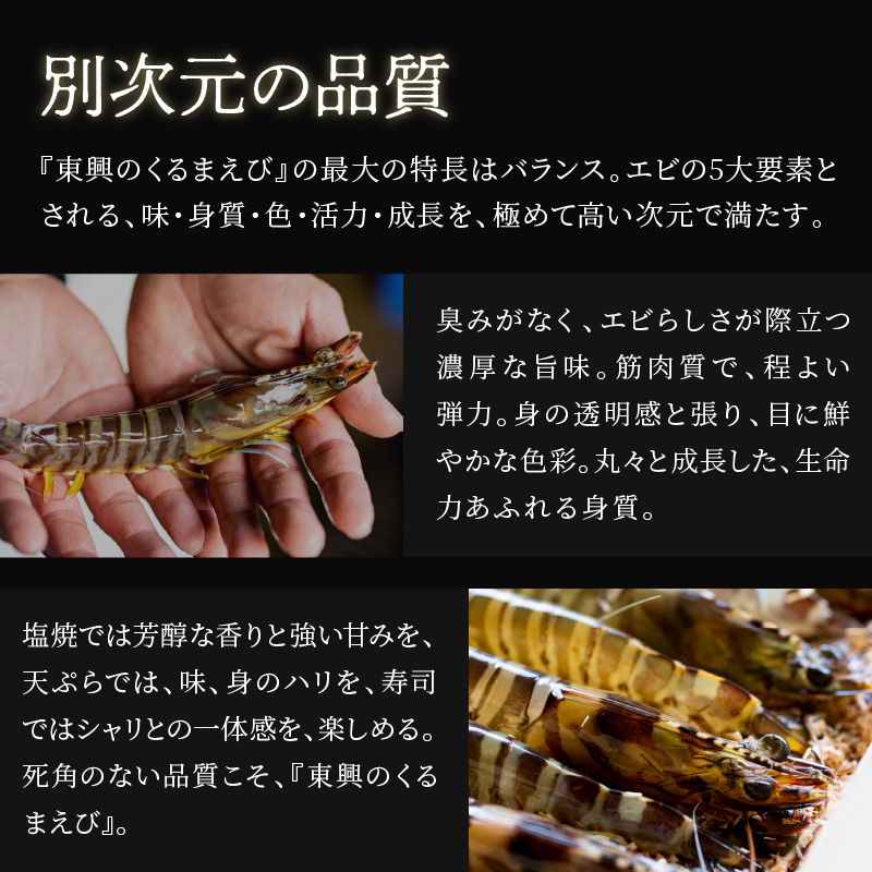 【宅配BOX不可】東興のくるまえび1kg入【1月〜2月上旬発送】( くるまえび 東興のくるまえび 車海老 海老 エビ )【D5-010-01M】