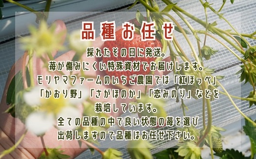 厳選大粒　こだわり苺 品種お任せ12～18粒×2パック(2月発送)( いちご 苺 イチゴ 大粒 紅ほっぺ かおり野 さがほのか 恋みのり 果物 フルーツ )【B6-031_02】