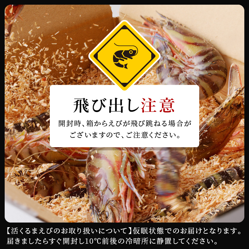 【宅配BOX不可】東興のくるまえび1kg入【1月〜2月上旬発送】( くるまえび 東興のくるまえび 車海老 海老 エビ )【D5-010-01M】