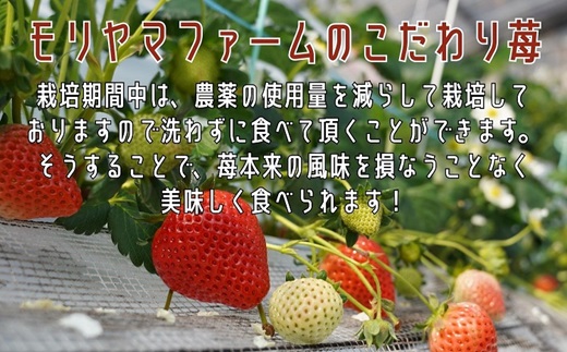 【B6-031_03】厳選大粒　こだわり苺 品種お任せ12～18粒×2パック(3月発送) いちご 苺 イチゴ 大粒 紅ほっぺ かおり野 さがほのか 恋みのり 果物 フルーツ フルーツサンド ケーキ