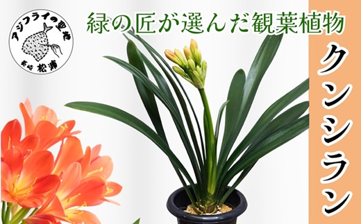 緑の匠が選んだ観葉植物 素敵な空間づくりに クンシラン( クンシラン 観葉植物 インテリア 植物 新築祝い 贈り物 開店祝い 引っ越し祝い 送料無料 )【C0-085】