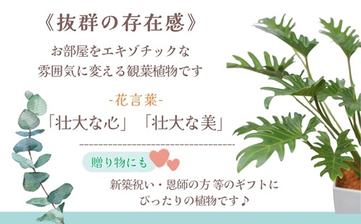 緑の匠がえらんだ観葉植物 素敵な空間づくりに クッカバラ( クッカバラ 観葉植物 インテリア 植物 新築祝い 贈り物 開店祝い 引っ越し祝い 送料無料 )【B8-034】
