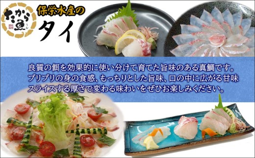 鷹島のおいしかタイ1.2kg( 鯛 お刺身 煮つけ 塩焼き 様々な料理 アラ付き )【B5-098】