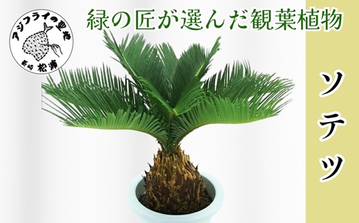緑の匠が選んだ観葉植物 素敵な空間づくりに ソテツ( ソテツ 観葉植物 インテリア 植物 新築祝い 贈り物 開店祝い 引っ越し祝い 送料無料 )【C4-024】
