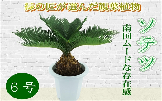 緑の匠が選んだ観葉植物 素敵な空間づくりに ソテツ 6号[C2-021] ソテツ 馴染み深い 観葉植物 緑の匠が選んだ 素敵な空間づくり