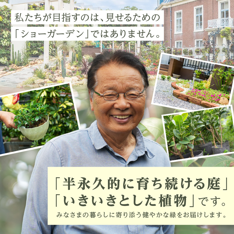 緑の匠が選んだ観葉植物 素敵な空間づくりに テネラ( 観葉植物 テネラ テネラヤシ 植物 贈り物 送料無料 )【B6-037】