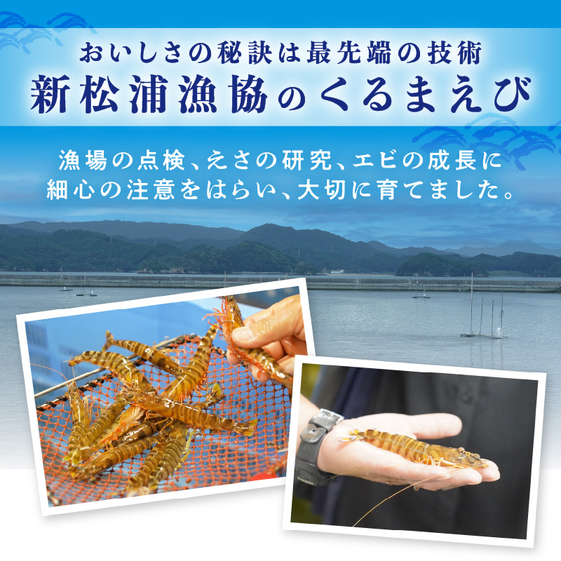 生食用冷凍活き〆福島くるまえび500g( 車海老 車エビ クルマエビ くるまえび えび エビ 海老 生食用 甲殻類 海産物 お刺身 冷凍 活き車えび )【B2-134】