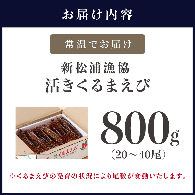 【宅配BOX不可】新松浦漁協　活きくるまえび800g( ふるさと納税 車海老 クルマエビ 車エビ 車えび くるまえび 海老 エビ えび 海鮮 送料無料 活き車えび )【C7-012】